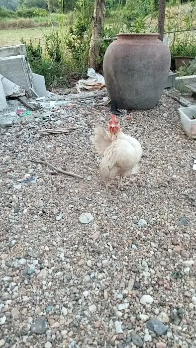 Pembekal anak pokok Picture 3