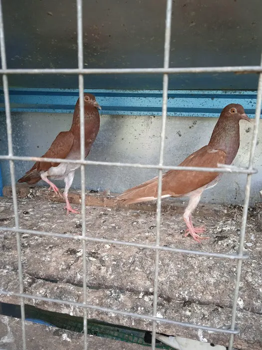 Pembekal anak pokok Picture 6