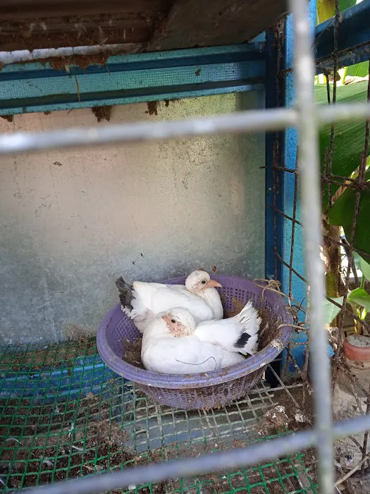 Pembekal anak pokok Picture 10