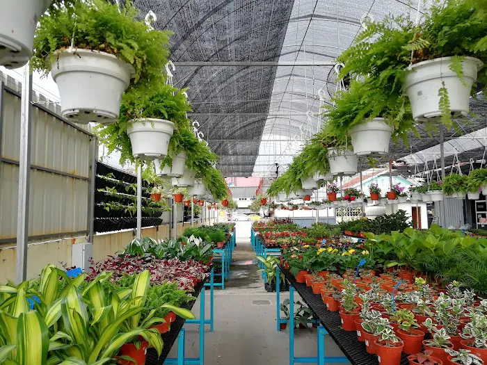 Lushflora.my Semenyih Picture 3