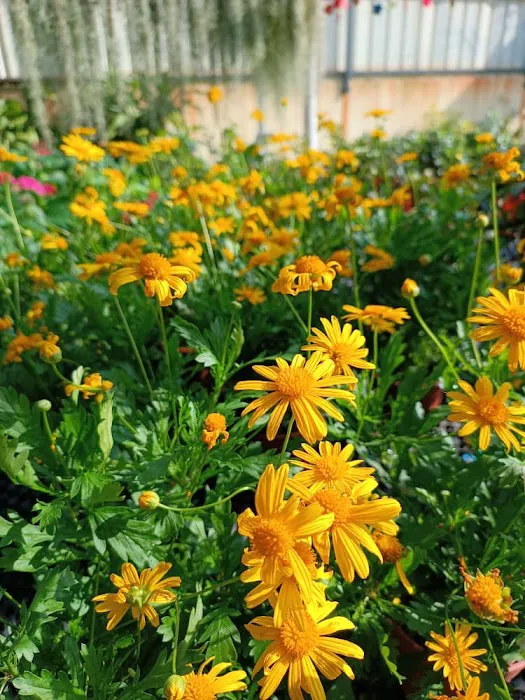 Lushflora.my Semenyih Picture 8