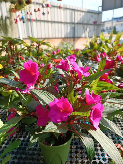 Lushflora.my Semenyih Picture 6