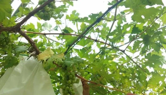 Grape Grower Kg. Landar Picture 1