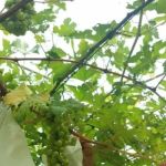 Grape Grower Kg. Landar