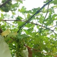 Grape Grower Kg. Landar ico