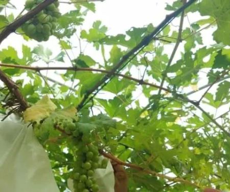 Grape Grower Kg. Landar