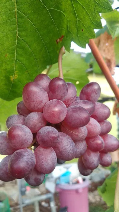 Grape Grower Kg. Landar Picture 2
