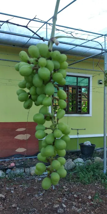 Grape Grower Kg. Landar Picture 4