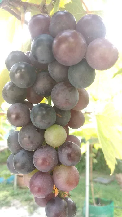 Grape Grower Kg. Landar Picture 6