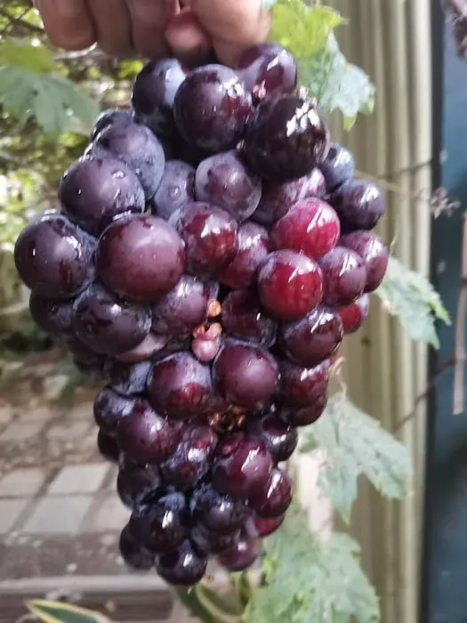 Grape Grower Kg. Landar Picture 5