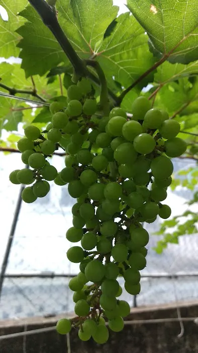 Grape Grower Kg. Landar Picture 3