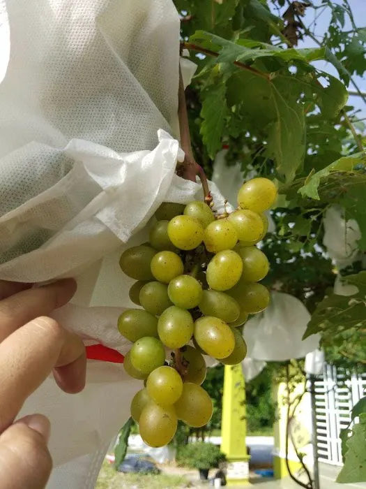 Grape Grower Kg. Landar Picture 8