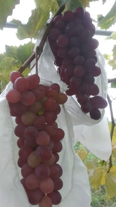 Grape Grower Kg. Landar Picture 7