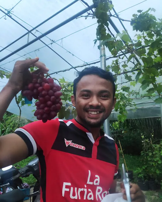 Grape Grower Kg. Landar Picture 9