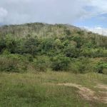 Padang Kerbau Lubuk Merbau