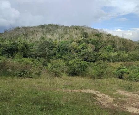 Padang Kerbau Lubuk Merbau