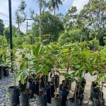 Friend's Nursery Kampung Talang Changkat