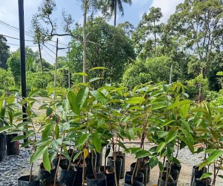 Friend's Nursery Kampung Talang Changkat