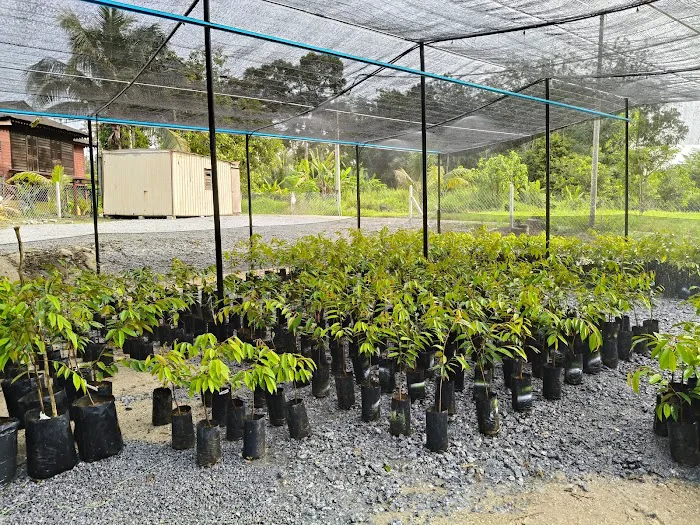 Friend's Nursery Kampung Talang Changkat Picture 7