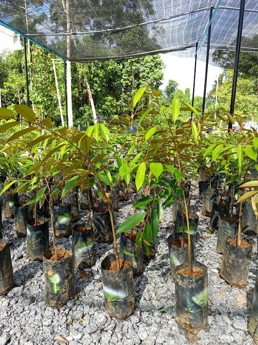 Friend's Nursery Kampung Talang Changkat Picture 5