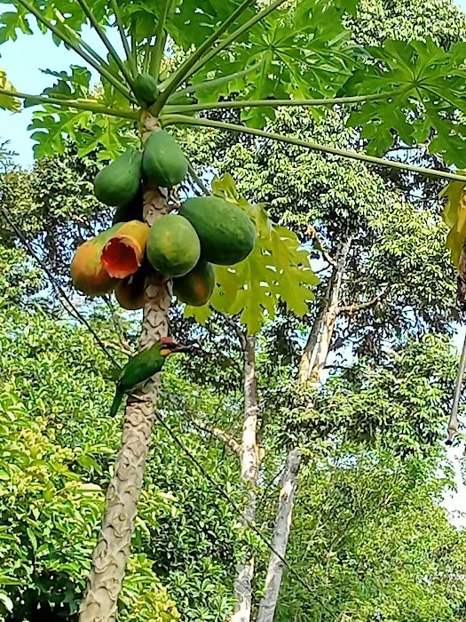 Teratak Deehani Picture 4