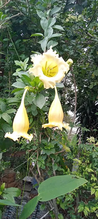 Teratak Deehani Picture 9