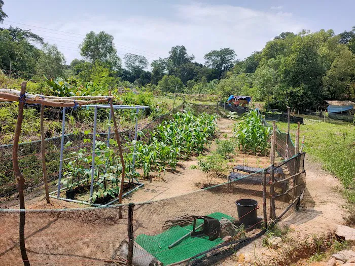 Taman Suria Tropika Community Garden Picture 6