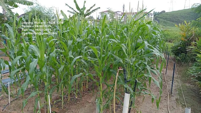 Taman Suria Tropika Community Garden Picture 8