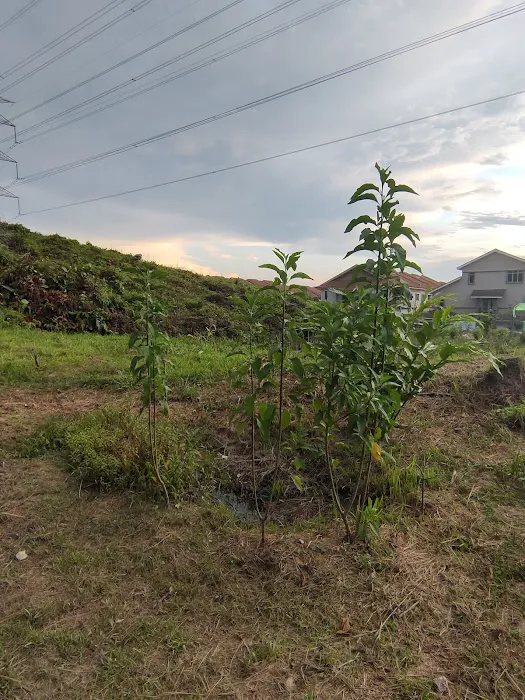 Taman Suria Tropika Community Garden Picture 4