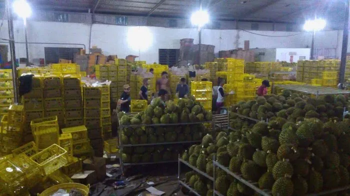Ejop Durian Picture 7