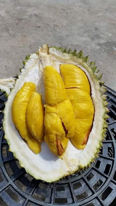 Ejop Durian Picture 10