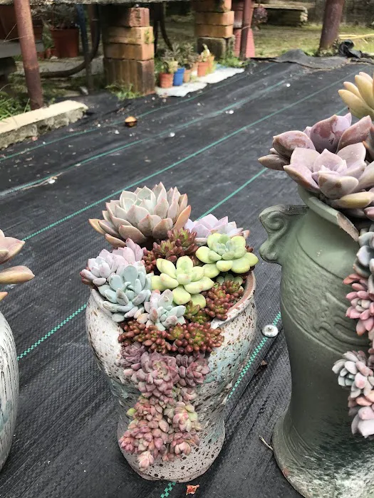 Succulent Secret Garden Picture 3