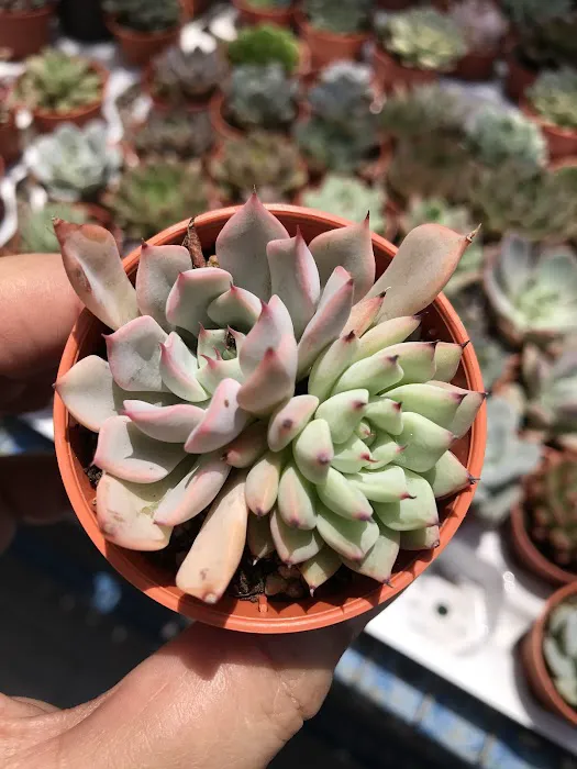 Succulent Secret Garden Picture 1