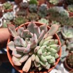 Succulent Secret Garden