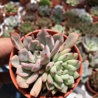 Succulent Secret Garden ico