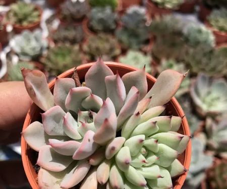 Succulent Secret Garden