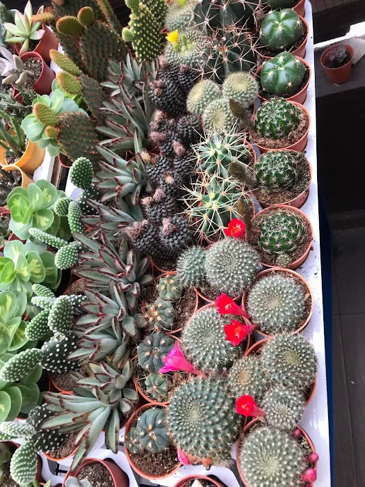 Succulent Secret Garden Picture 9