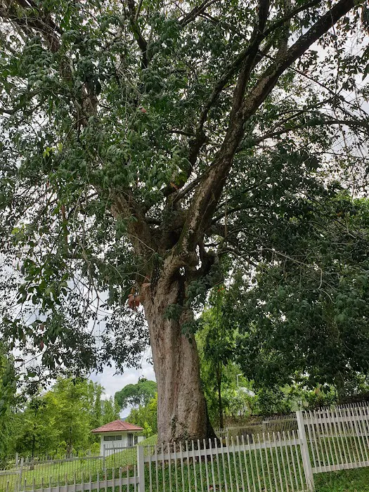 Pokok Getah Pertama Negeri Sembilan Picture 2