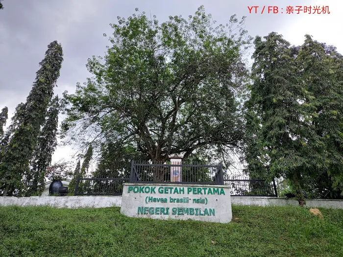 Pokok Getah Pertama Negeri Sembilan Picture 3