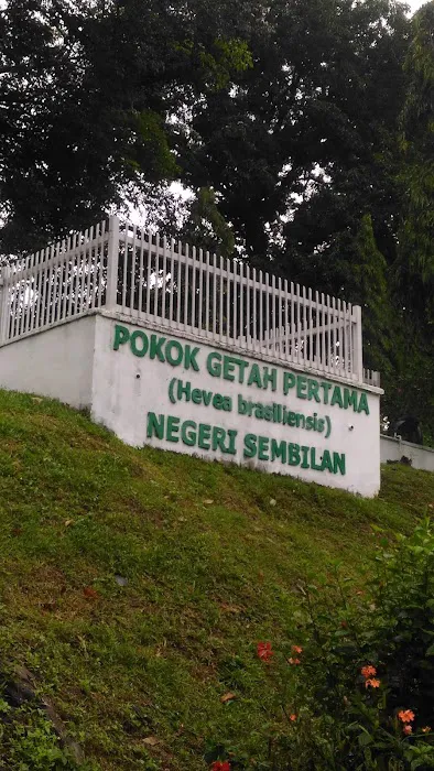 Pokok Getah Pertama Negeri Sembilan Picture 4
