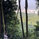 The Swing