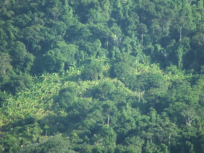 Banana Plantation View Point Picture 5