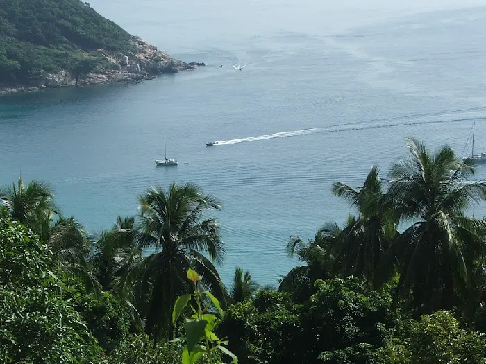 Banana Plantation View Point Picture 9