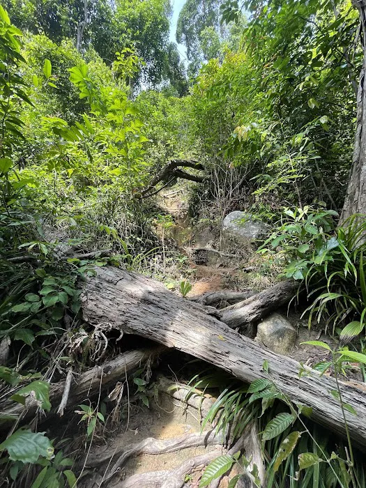 Jungle Trekking Cross-Island Trail Picture 2