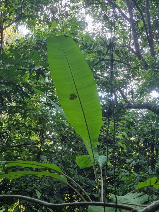 Jungle Trekking Cross-Island Trail Picture 1