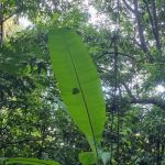 Jungle Trekking Cross-Island Trail