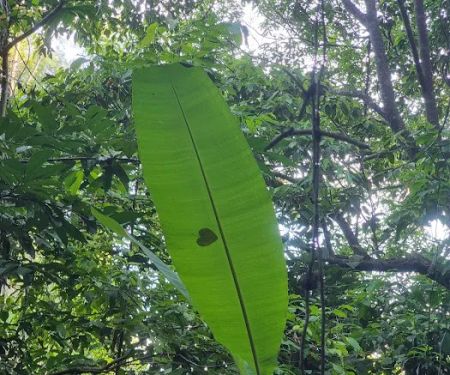 Jungle Trekking Cross-Island Trail