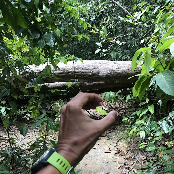 Jungle Trekking Cross-Island Trail Picture 6
