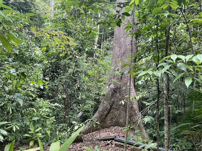 Jungle Trekking Cross-Island Trail Picture 3