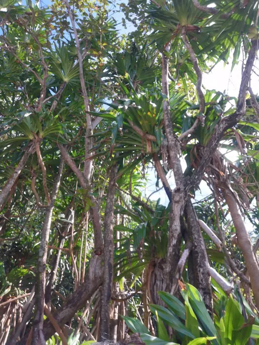 Batu Bulan Hiking Trail Picture 8